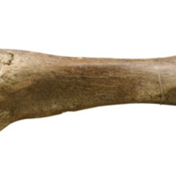 scheenbeen van een mammoet, rechter exemplaar