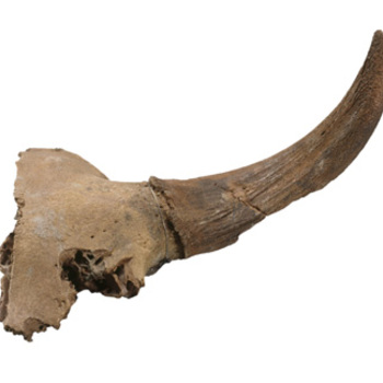 linker hoornpit met stuk schedeldak van een steppenwisent