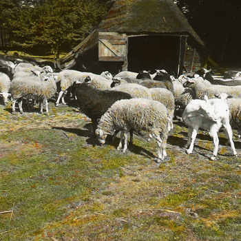 Hoog-Buurloo schapen bij de kooi 7 september 1952