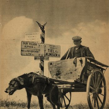 Reproductieprent, voorstellende een man in hondenkar uit de Tielerwaard, 1949