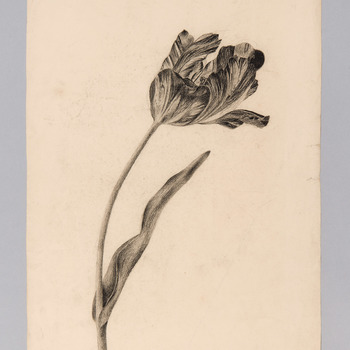 Tulp, naar de natuur getekend