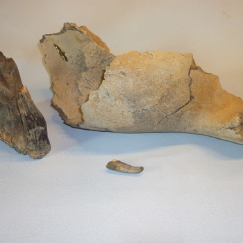 Kaakbeen van bot, fragment, met een kies, afkomstig van een mammoet, op de bovenzijde van de kies zijn de ribbels goed zichtbaar, prehistorie