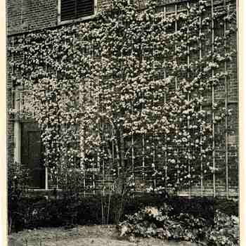 Foto, voorstellende een perenboom in de tuin van het Elisabeth Weeshuis te Culemborg, vervaardigd door Van Leer, 1911