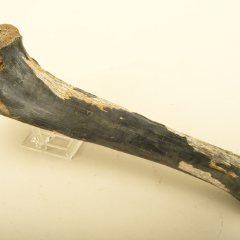 Scheenbeen van een holenleeuw (Felis spelaea)