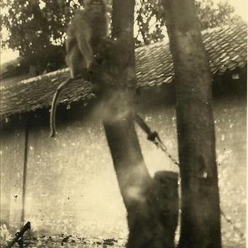 Ned. Indië, Tijgerbataljon: Juli 1948 - Tampoeran, aap, Monyet
