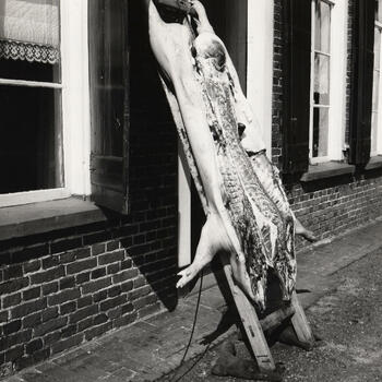 Geslacht varken, omgeving Winterswijk, 1965