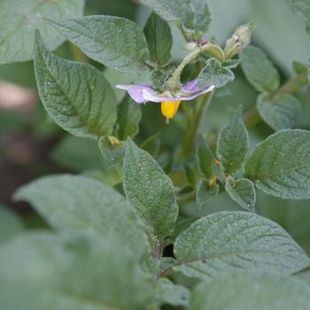 Solanum tuberosum (aardappel)