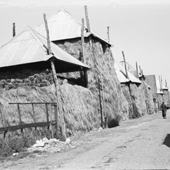 Hooibergen, Genemuiden, 1947