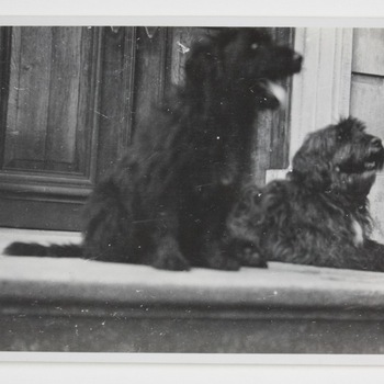 Twee honden van familie Westerholt op Huis Hackfort