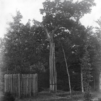 De Koningseik en de Wilhelminaboom in het Speulderbos
