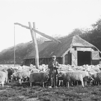 Een schaapherder met zijn kudde bij een Veluwse schaapskooi