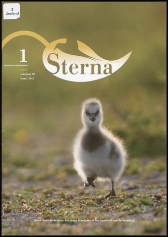 Sterna 2015